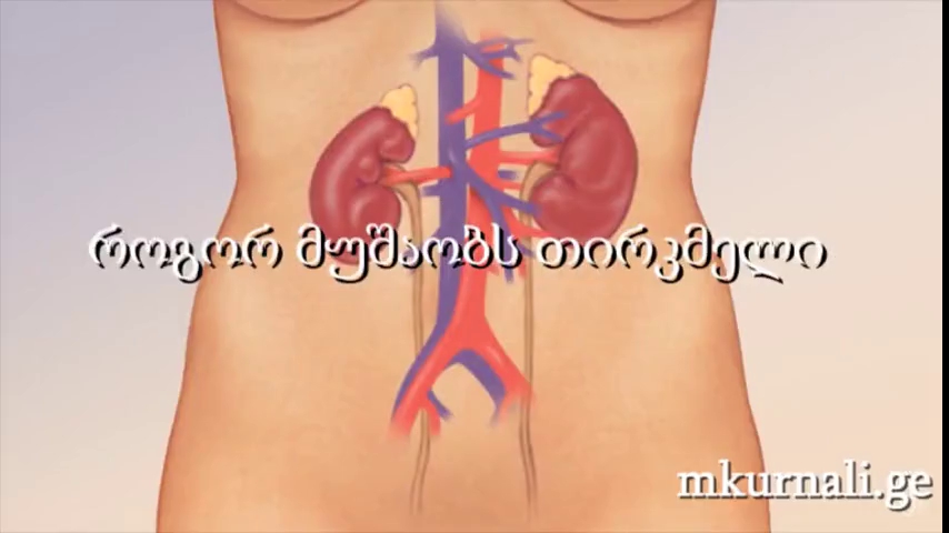 როგორ მუშაობს თირკმელი
